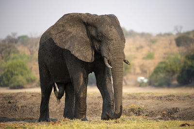 Elephant in a field