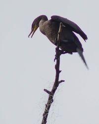 Close-up of eagle against clear sky