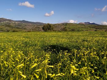 Scenic view of field against sky