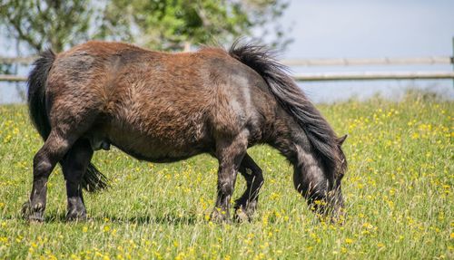 Side view of horse on field