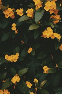 Full frame shot of yellow flowers