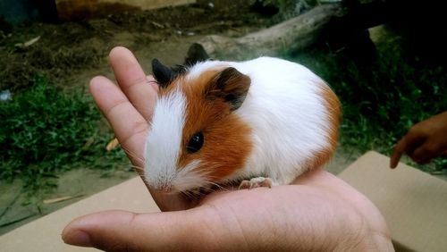 Cropped hand of person holding guinea pig