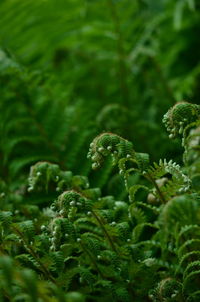 Close-up of plant