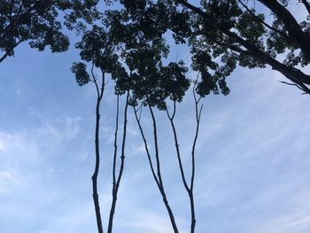 Low angle view of tree against sky