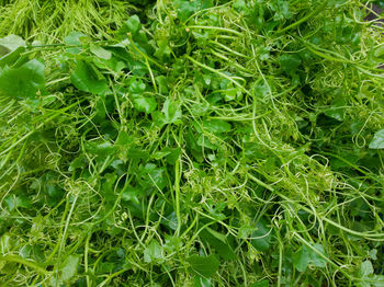 Full frame shot of fresh green plants