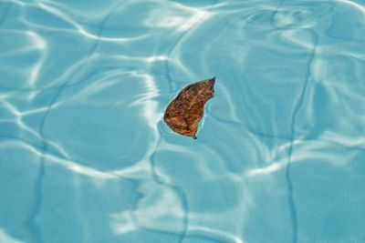 High angle view of dry leaf on swimming pool