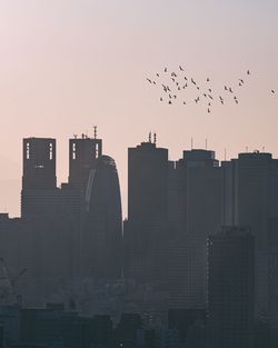 Birds flying over buildings in city