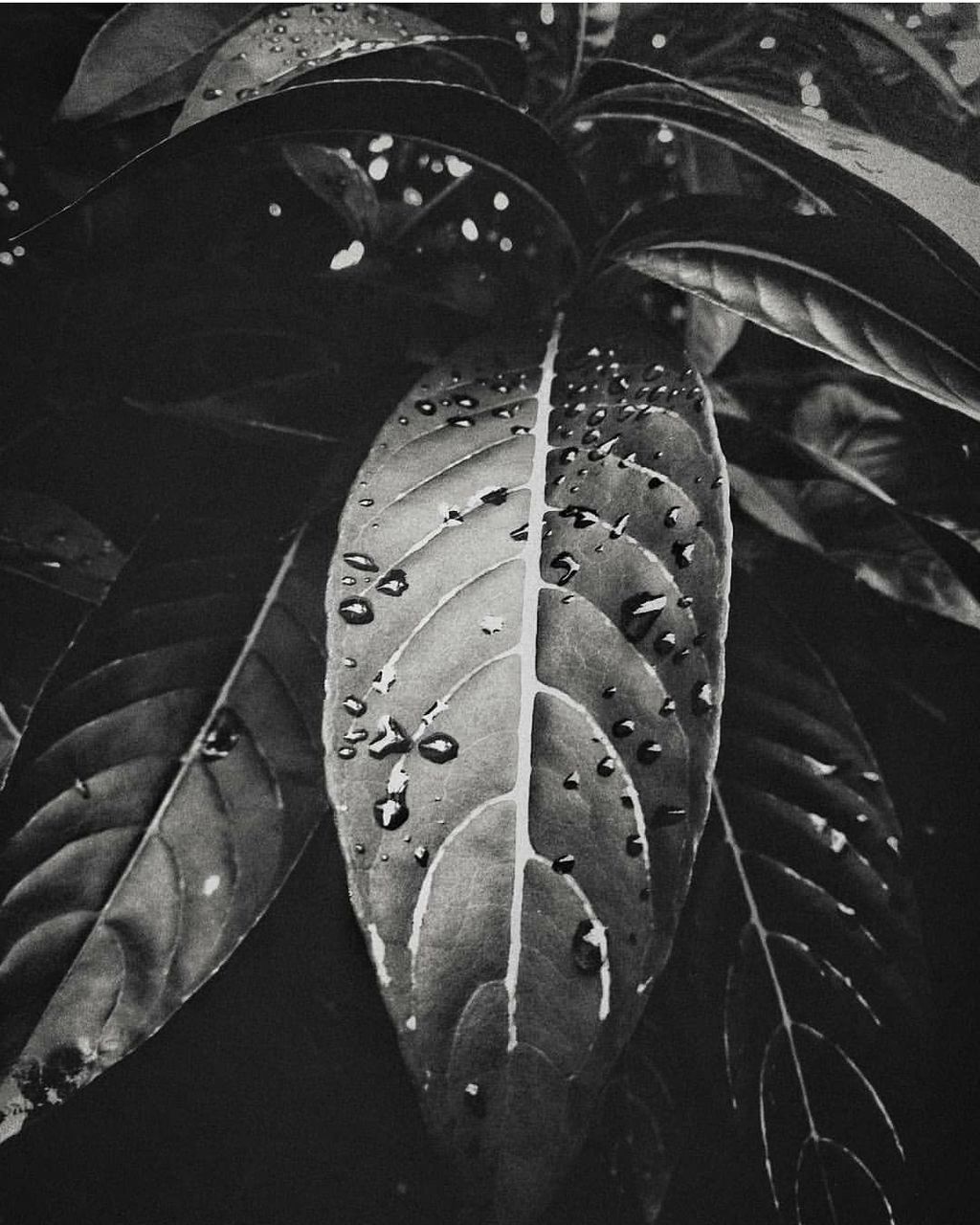 CLOSE-UP OF WET PLANT LEAVES