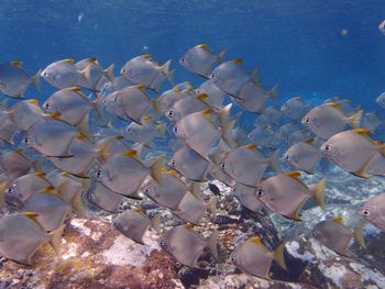View of fishes swimming in sea