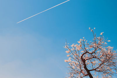 Low angle view of tree against blue sky