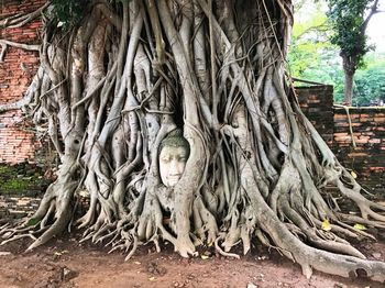 Close-up of tree trunk