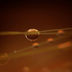 Close-up of water drop on leaf