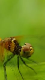 Close-up of insect on leaf