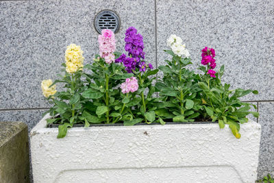 Close-up of pink flower pot