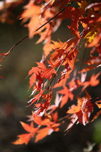 Close-up of orange maple leaves on tree