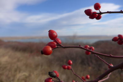 Close-up of red berries growing on tree against sky