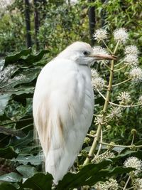 Close-up of a bird perching on a tree