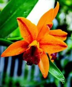 Close-up of yellow flower