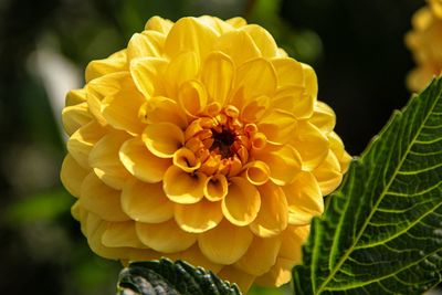 Close-up of yellow dahlia flower