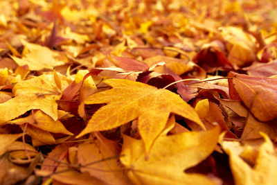 Full frame shot of dry leaves