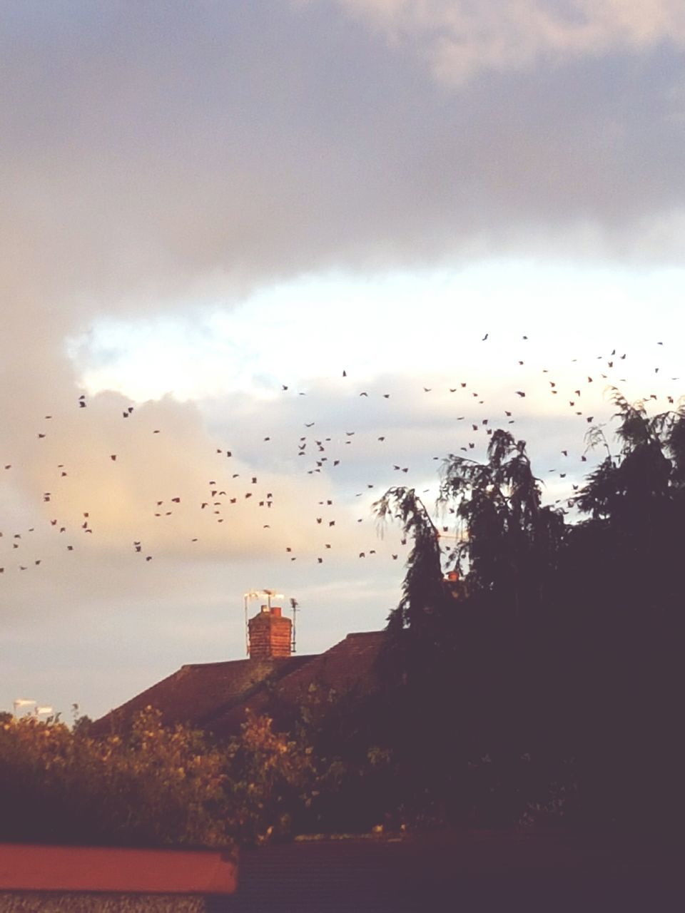 bird, flying, wildlife, flock of birds, sky, tree, medium group of animals, cloud - sky, nature, outdoors, beauty in nature, no people, landscape, tranquil scene, day, scenics, cloudy, overcast, tranquility, cloud, animal wildlife, avian