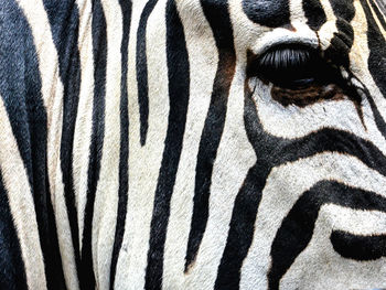 Close-up of a zebra