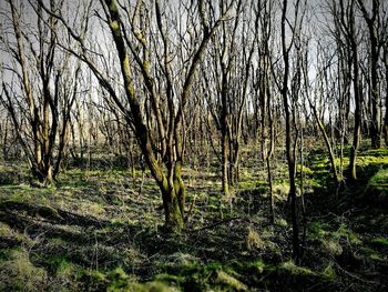 Full frame shot of tree against sky
