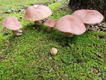 Close-up of mushrooms growing on field