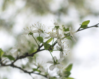 Close-up of white flowering plant