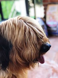 Close-up of a dog