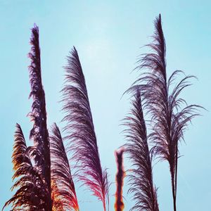 Low angle view of palm trees against sky