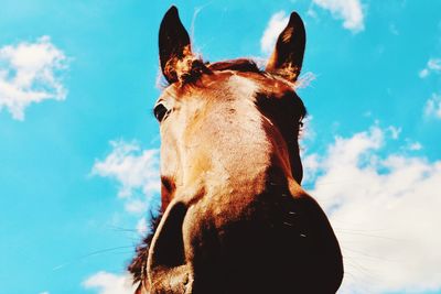 Horse looking away against sky