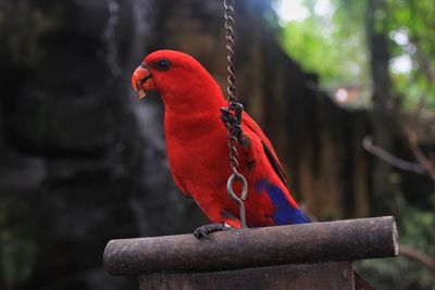Eclectus parrot perching on wooden stump