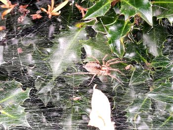 Close-up of spider web on plant