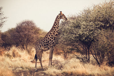 Giraffe standing on landscape against clear sky