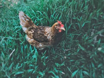 View of a hen on field