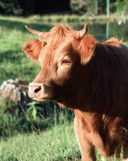 Close-up of cow on field