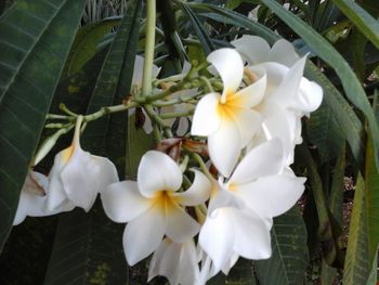 Close-up of white flower