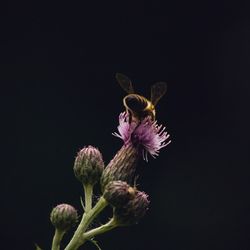 Close-up of purple flower against black background