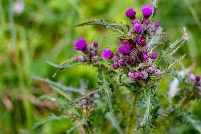 Close-up of purple flowering plant