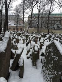 View of bare trees during winter