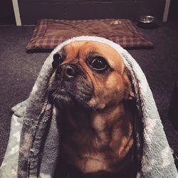 Close-up portrait of a dog at home