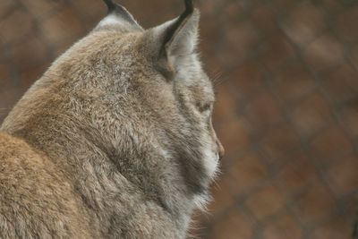 animal