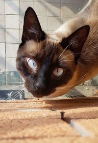 Close-up portrait of a cat