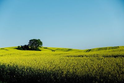 Scenic view of agricultural field against clear sky