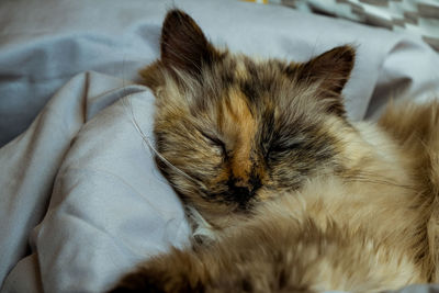 Close-up of cat sleeping on bed