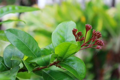 Close-up of red plant