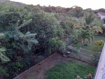 Plants growing on land