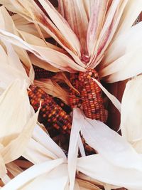 High angle view of white flowering plant