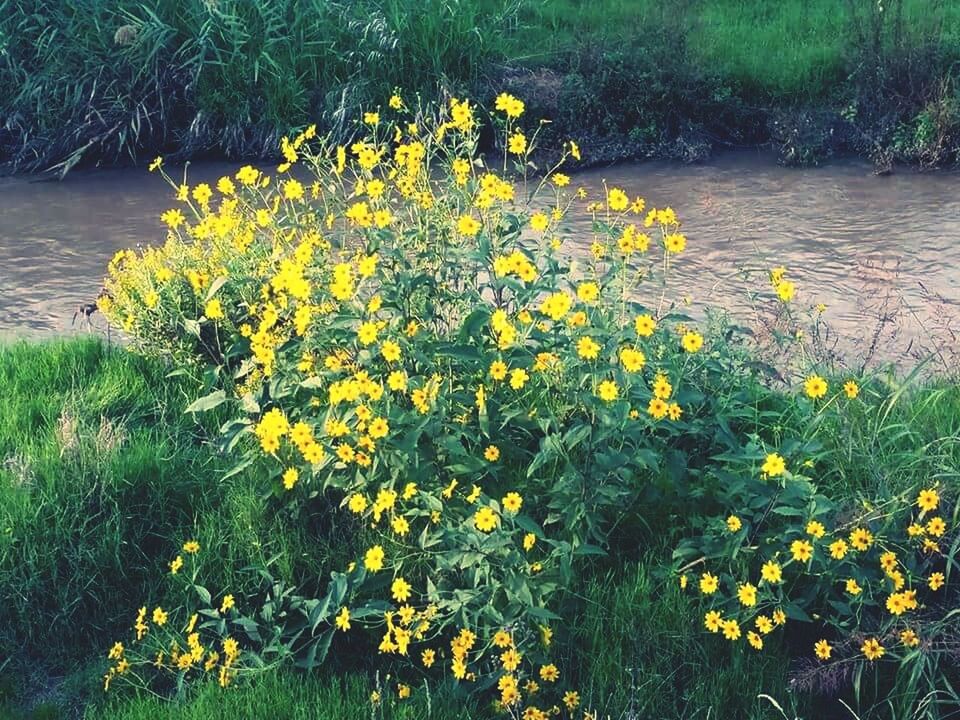 flower, yellow, growth, freshness, plant, beauty in nature, fragility, petal, nature, blooming, in bloom, high angle view, blossom, flower head, tranquility, day, outdoors, no people, green color, field